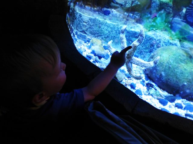 Sea life Centre visit