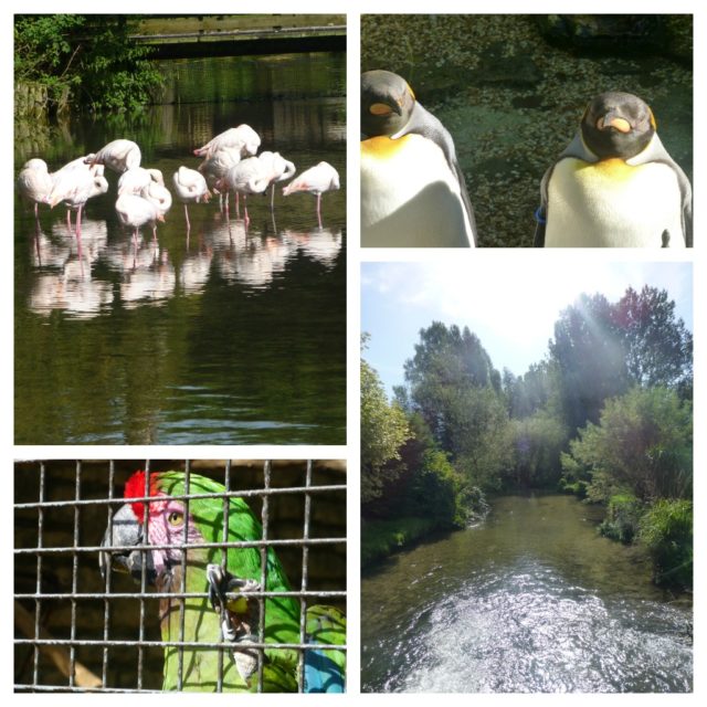 A visit to Birdland Bourton on the Water