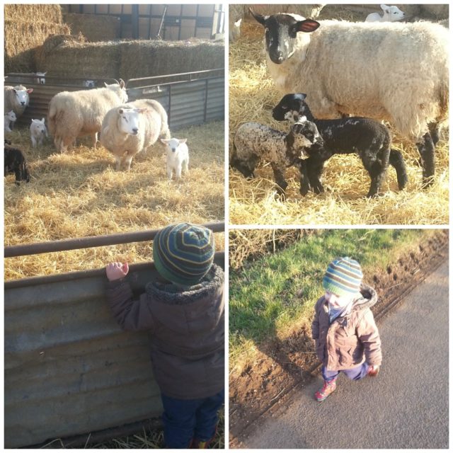 Lambing season