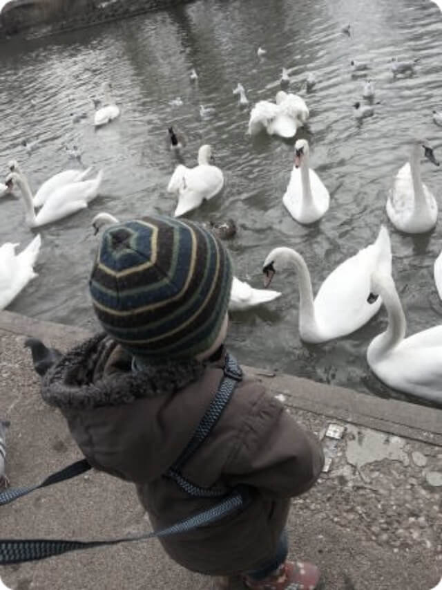 toddler feeding swans