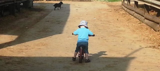 On the farm