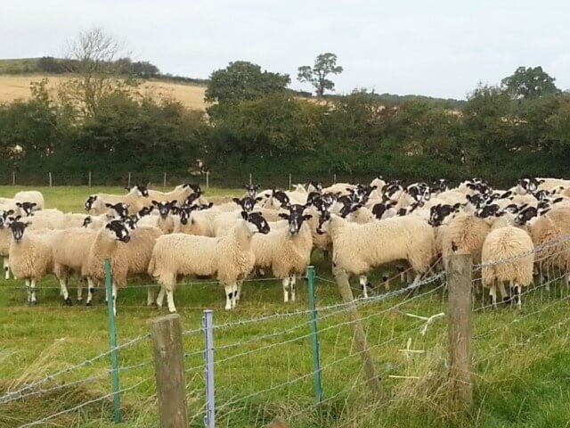sheep in the field