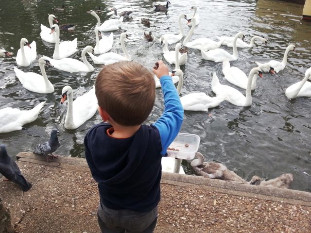 Stratford swans