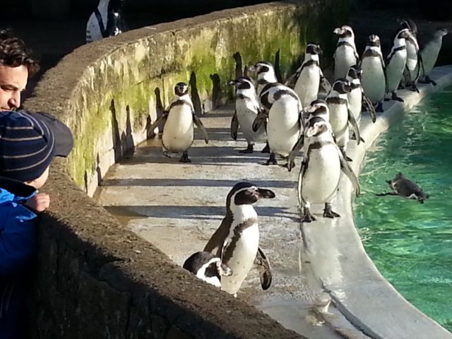 Follow my leader penguins