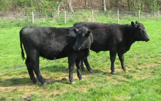 angus cattle