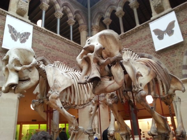 elephant skeletons Oxford