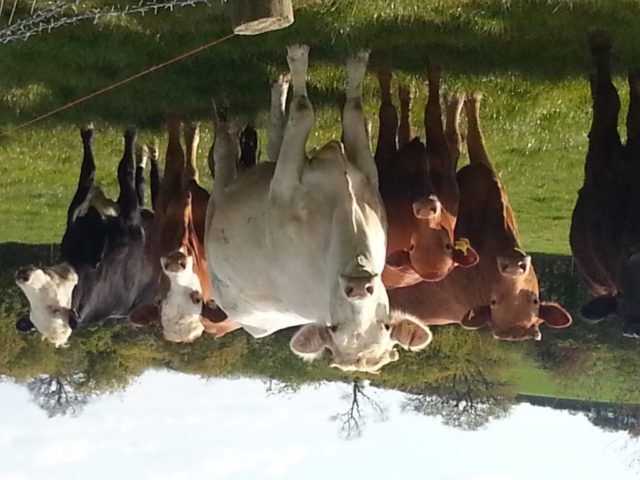 interested cows coming over to say hello