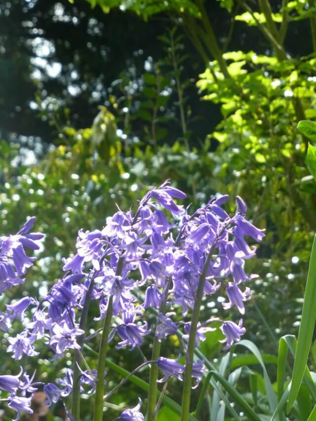 bluebells at charlecote