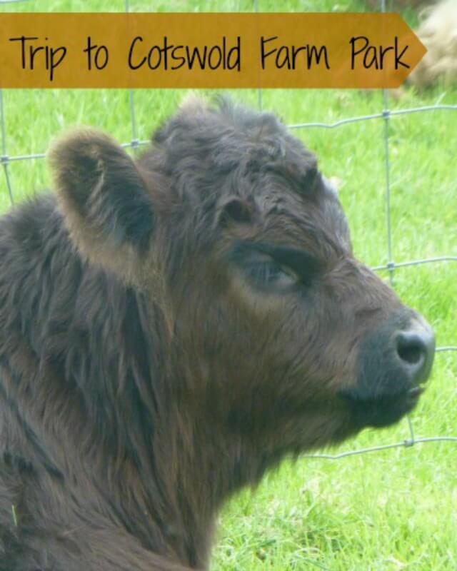 cotswold-farm-park-trip-bubbablue-and-me