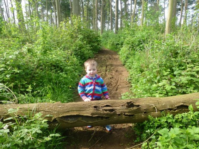 climbing over tree trunks