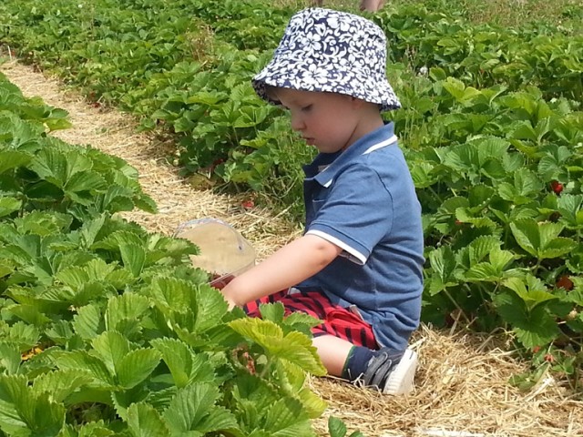 strawberry picking