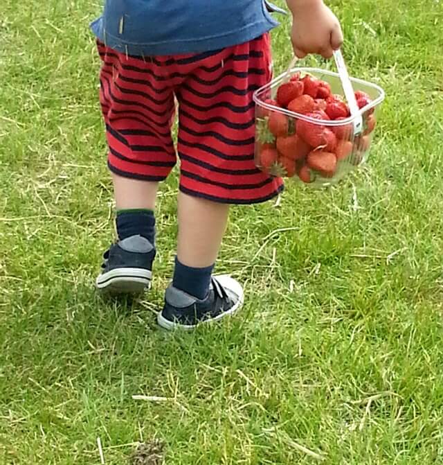 strawberry punnets