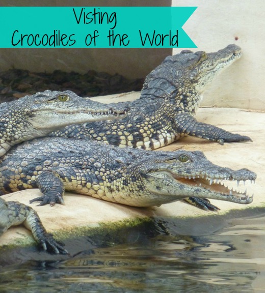 visiting crocodiles of the world