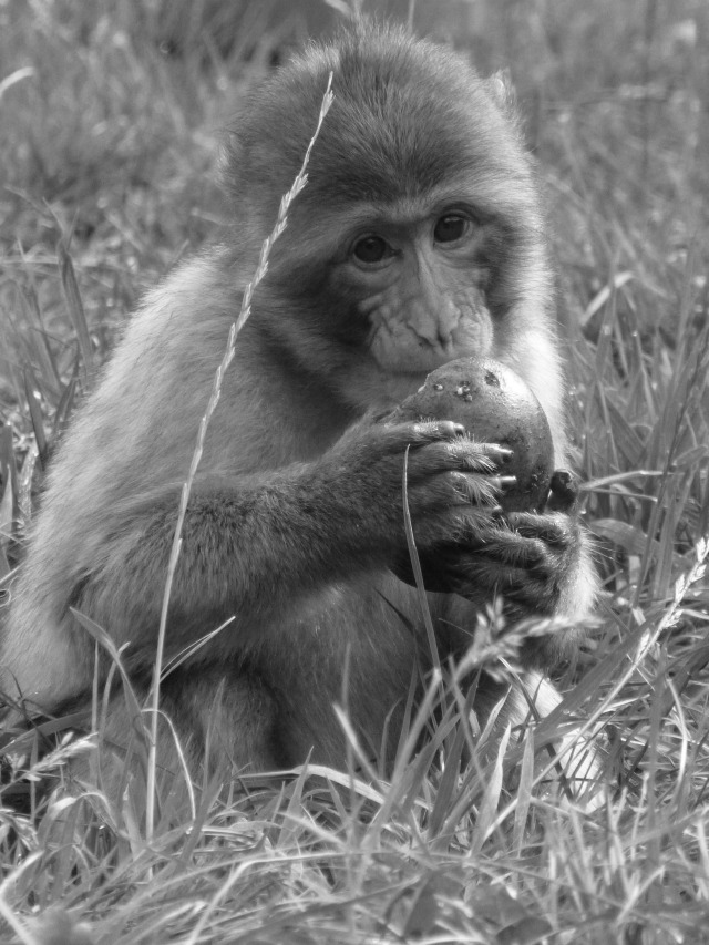 monkey eating - black and white