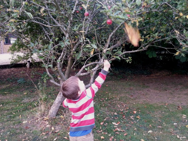 picking apples