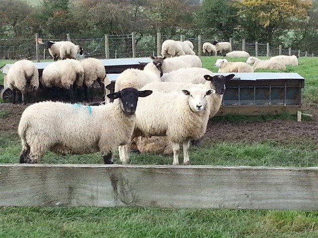 nosy sheep