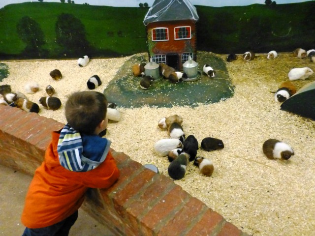 guinea pig village at hatton adventure world