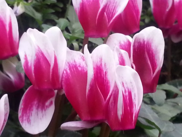 Mini tulips in London