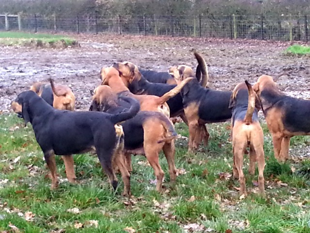farmers bloodhounds
