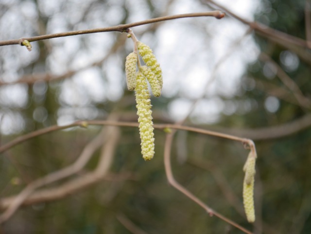 catkins - signs of spring