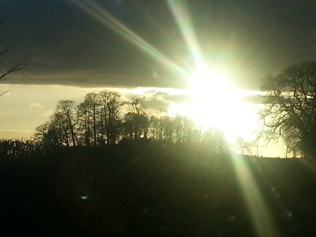 Sun through the trees