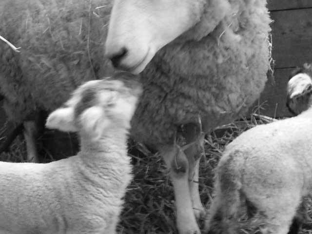 lamb and ewe kissing