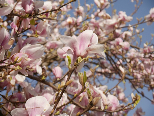 magnolia tree blossom