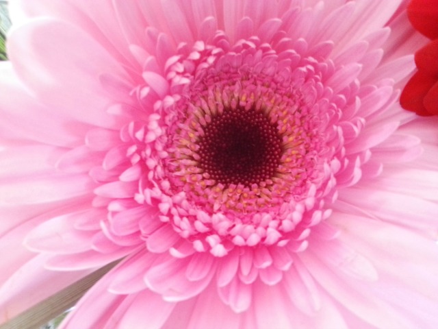 pink gerbera