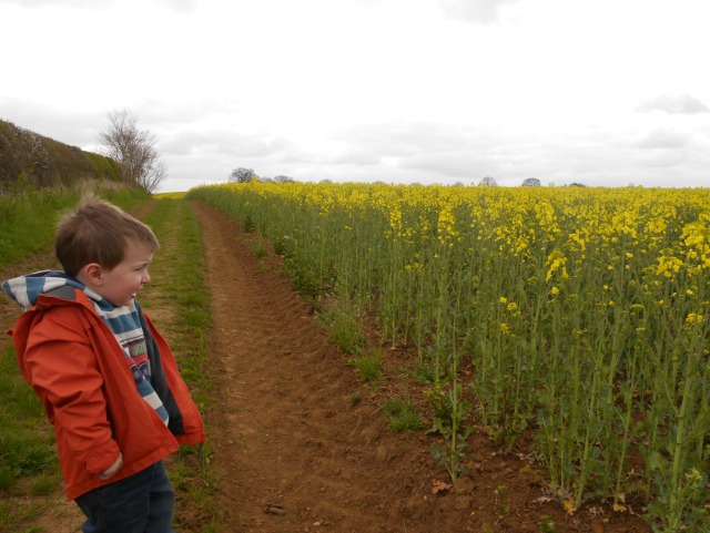 crop fields - rape seed and out for a walk