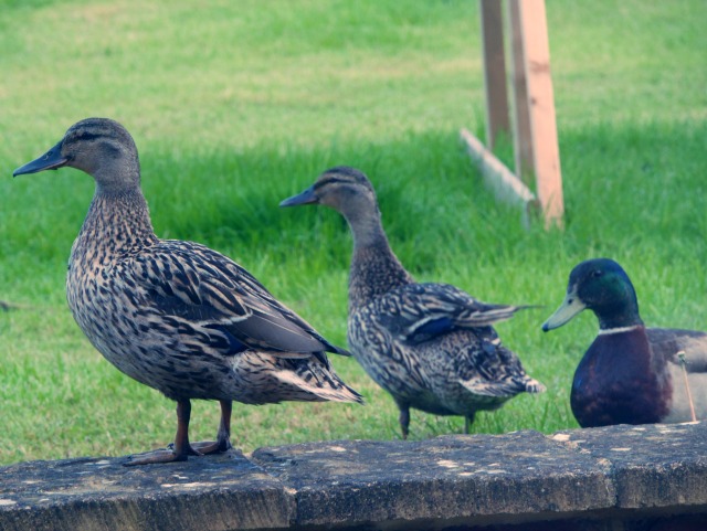 3 ducks in a row - garden visitors