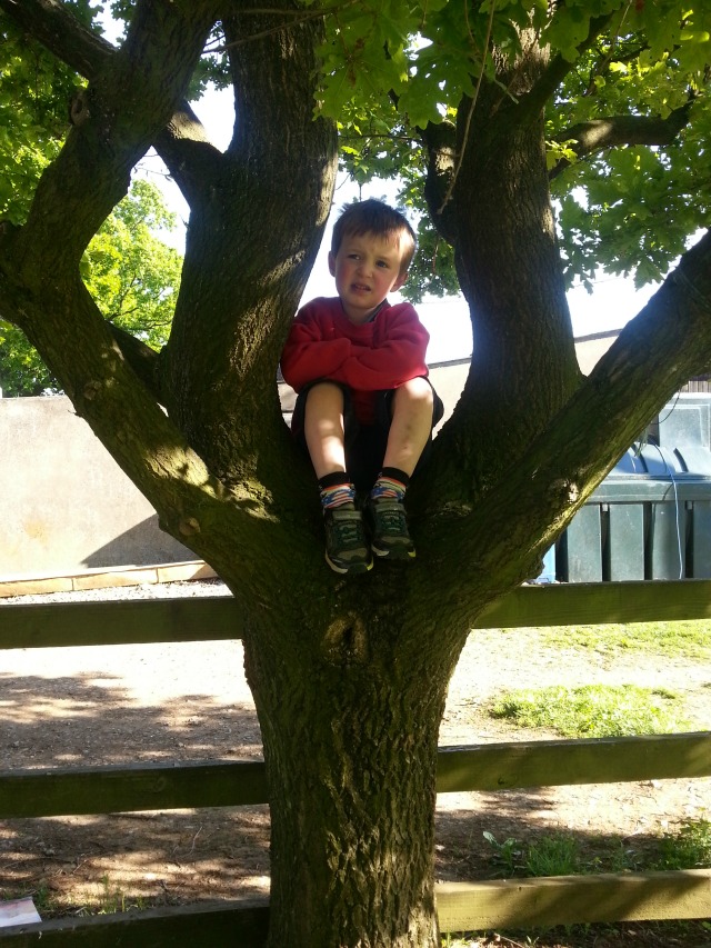climbing trees