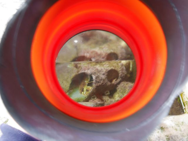 rock pooling viewer at sea life centre