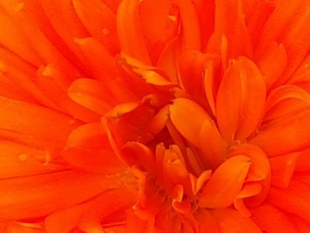 orange flower