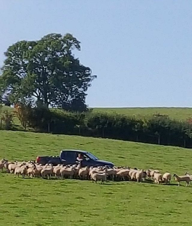 shepherding