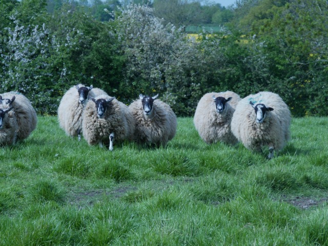 sheep on the farm