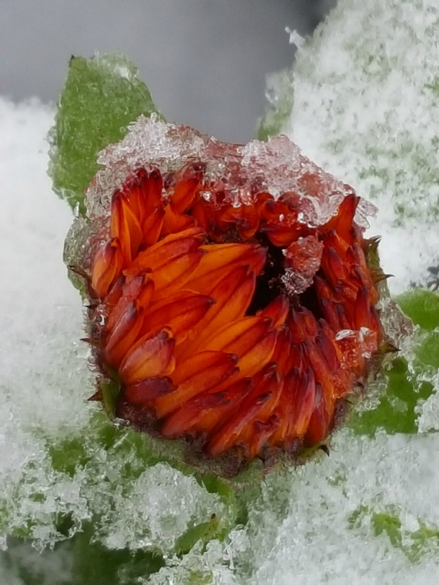 wildflower in snow