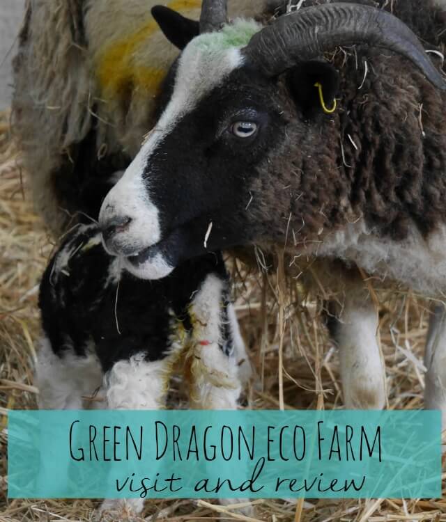 Green Dragon eco farm visit and review