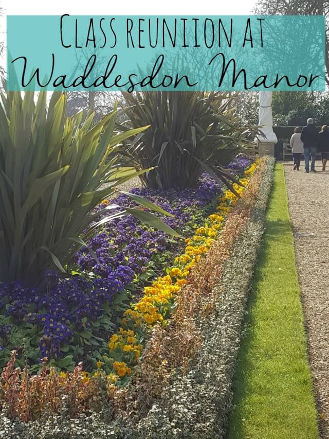 pansies in the flower beds at Waddesdon Manor