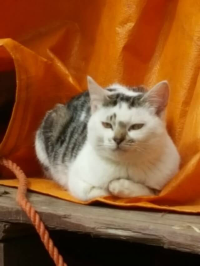 Arthur the cat on the farm