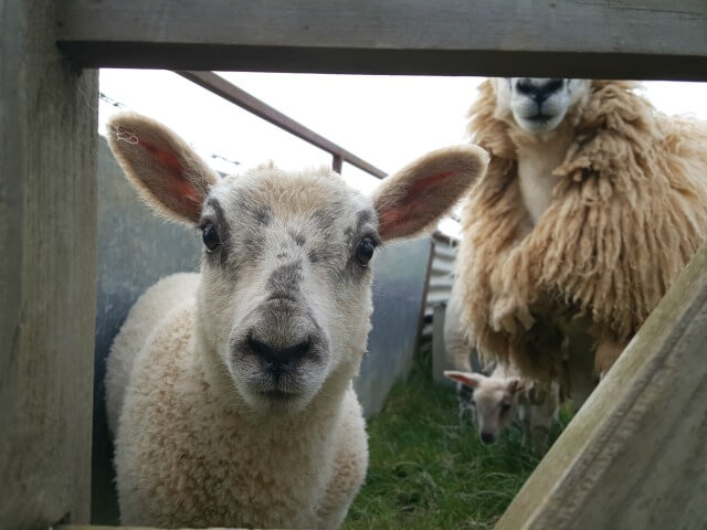 lamb up close to the camera