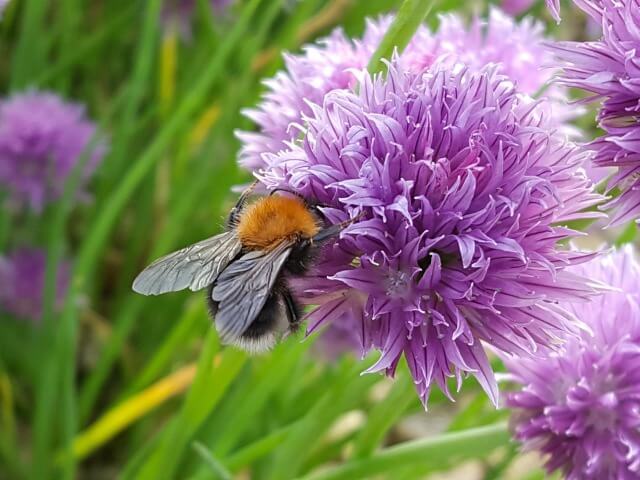 bee on cloves