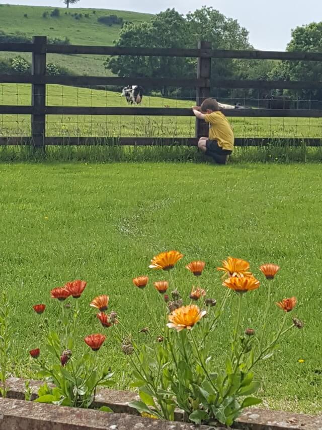 flowers and cutting the grass int he garden