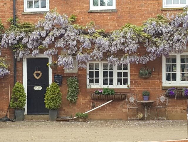 wisteria outside farm cottages