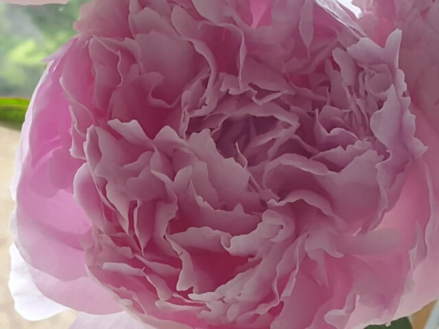 peony detail