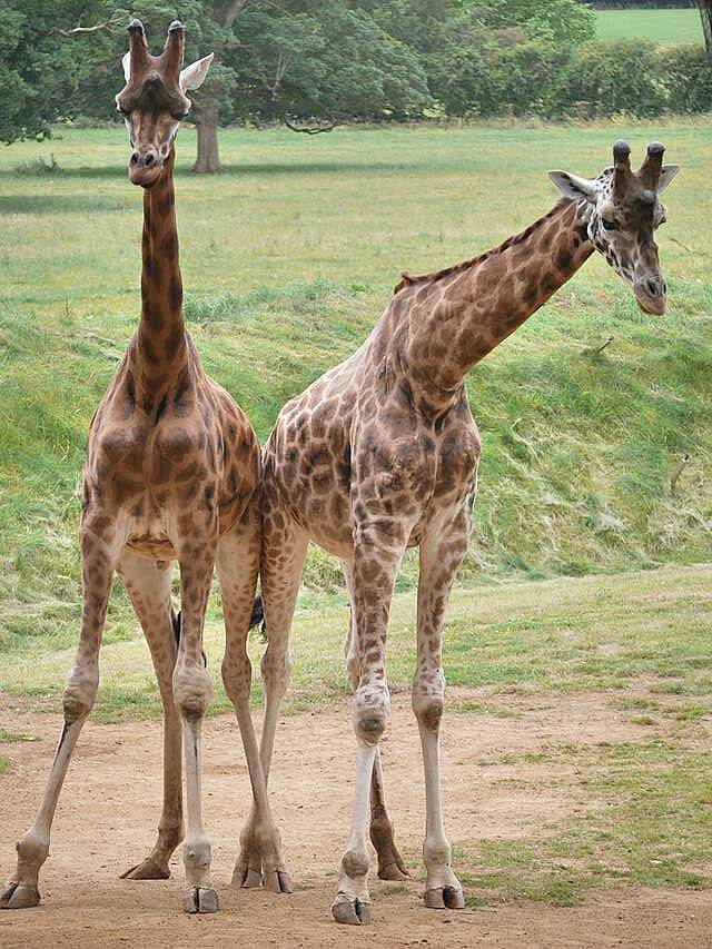 giraffes-at-cotswold-wildlife-park
