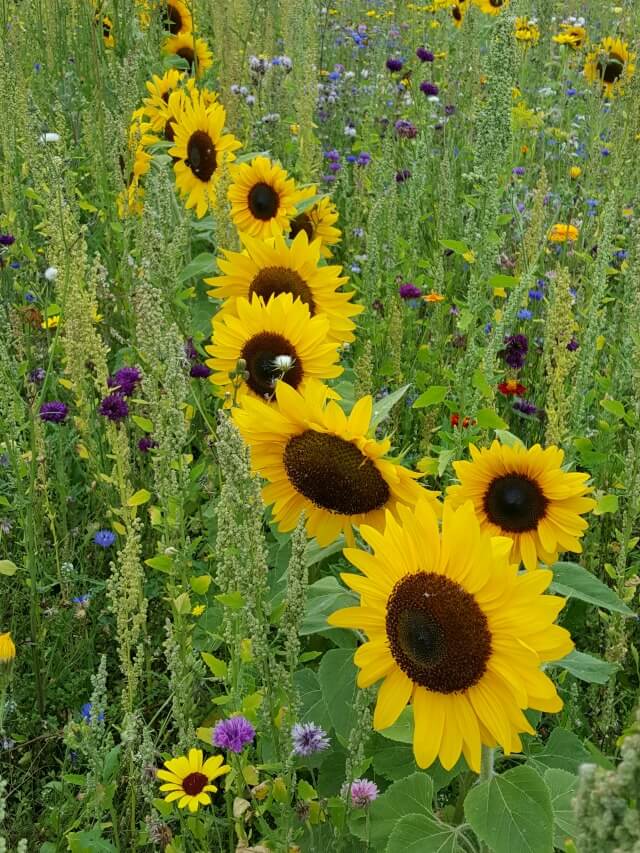 summer photography competition photograph sunflowers