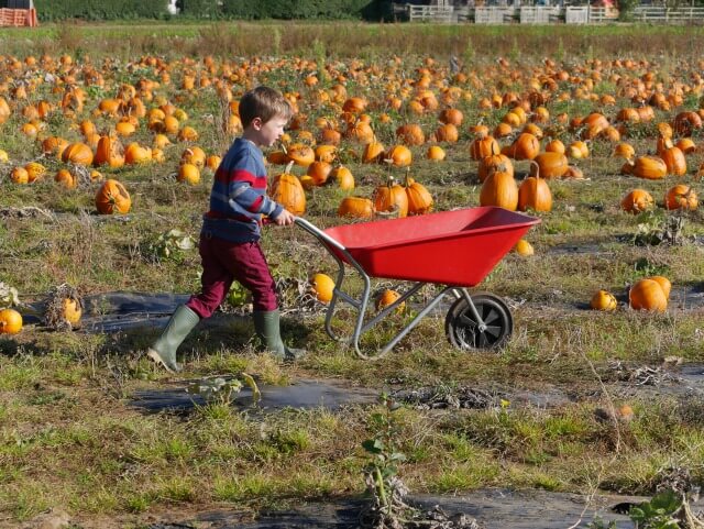 wheelbarrowing at the pumpkin patch