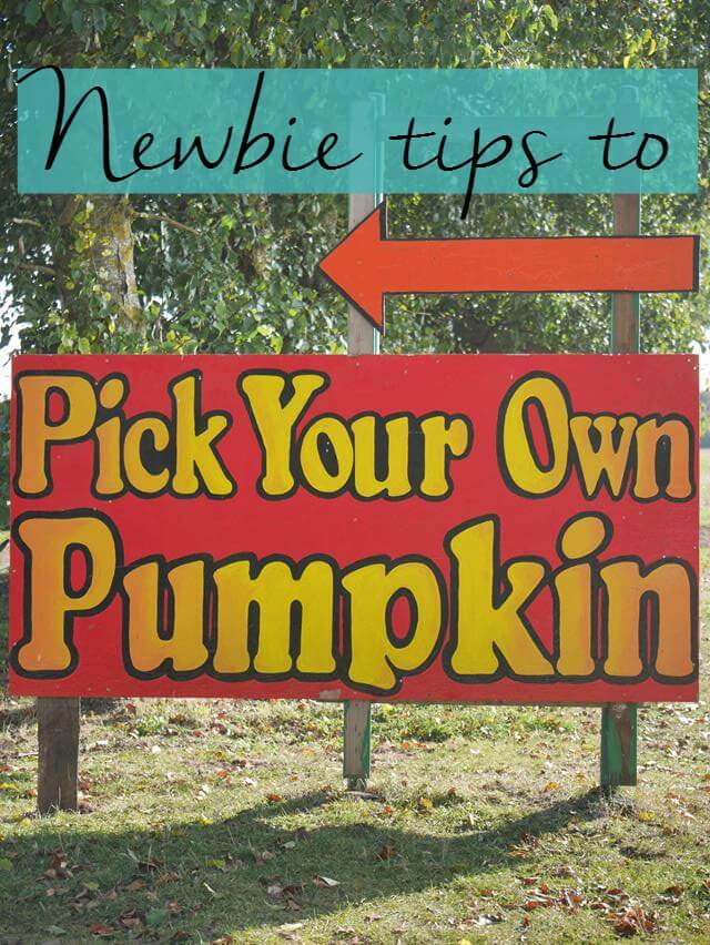 How to pick your own pumpkins and Millets Farm Centre visit