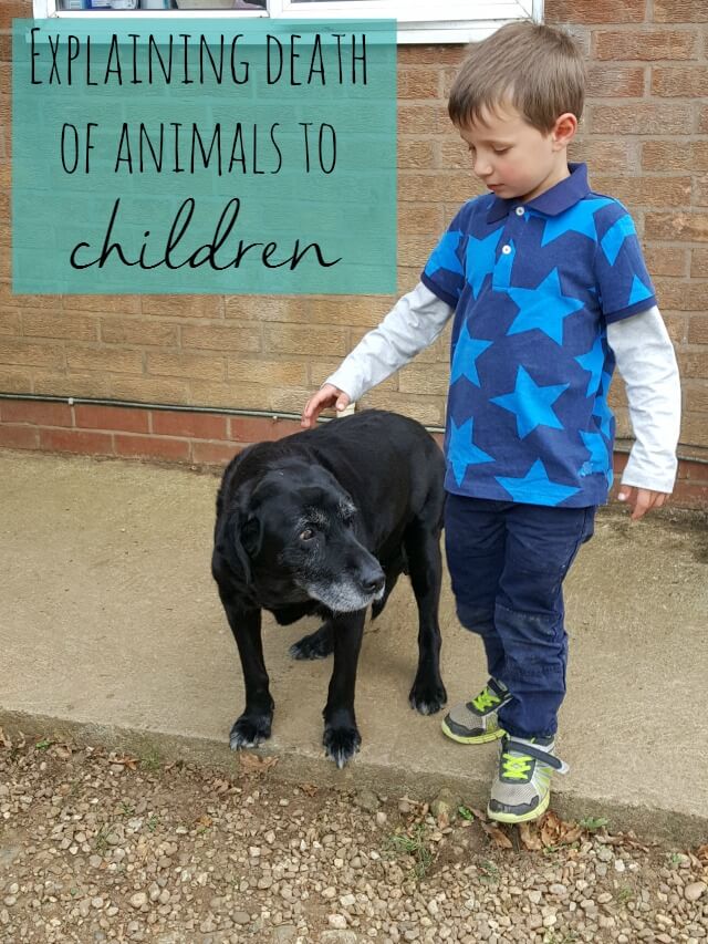 explaining-death-of-animals-to-children-bubbablue-and-me