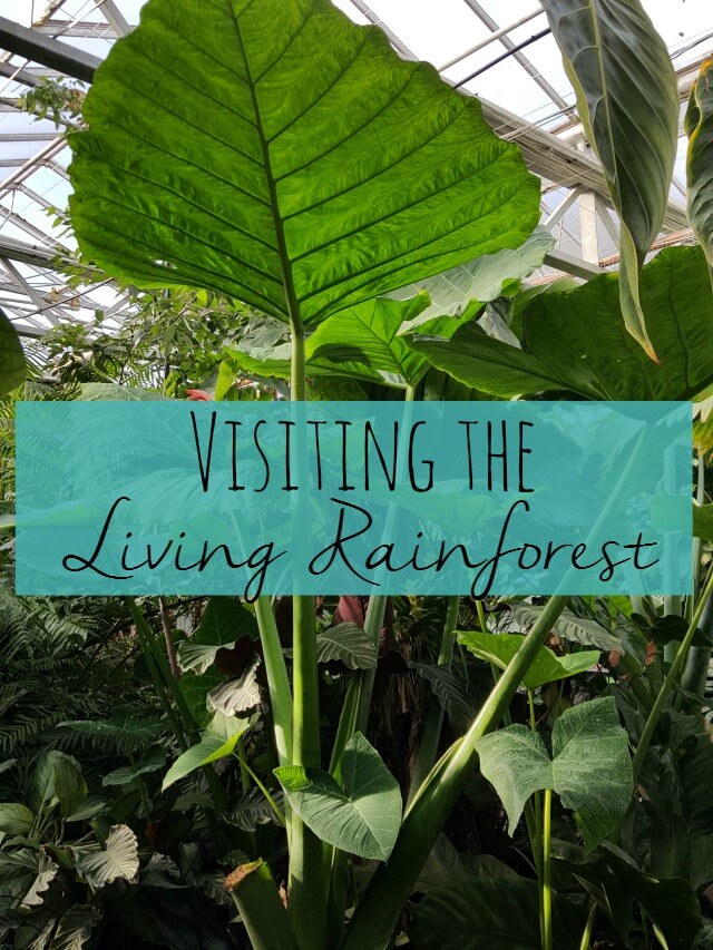 visiting-the-living-rainforest-bubbablueandme